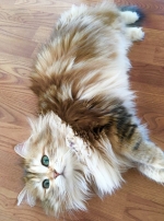 Верховній Раді пропонують узаконити реєстрацію всіх домашніх тварин