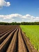 Експерти розповіли, як зросте ціна на землю на старті реформи