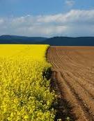 Рада ще на рік продовжила мораторій на продаж землі