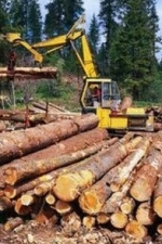 Необроблену деревину почали продавати через Prozorro.Продажі