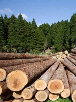 Україна обговорить із ЄС покарання за купівлю нелегальної деревини з України