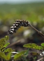 Рада почала друге читання законопроєкту про ринок землі