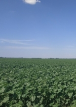 В Україні виявили 10 тисяч гектарів землі, яку обробляють незаконно