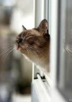 В Україні стане ще тепліше (мапа)