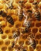 Україна за 10 днів вичерпала річну квоту на експорт меду і соків в ЄС