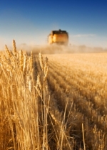 Посівна під загрозою: Аграрії попереджають про нестачу вологи