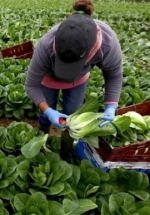 Заробітчани переказують до України понад $1,1 млрд щомісячно – НБУ