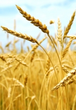 Україна експортувала понад 5 мільйонів тонн зернових нового врожаю