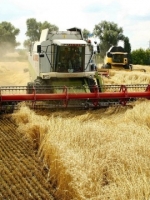 В Україні зібрали 39,4 мільйона тонн зерна