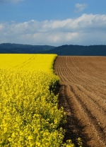 Відсьогодні почав діяти продовжений мораторій на продаж сільгоспземлі