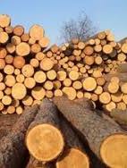 Голова екологічного комітету Ради збрехав про заборону вирубки лісів — ЗМІ