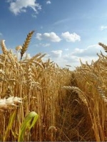 Україна експортувала рекордні 85 тисяч тонн жита