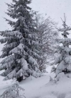 Карпати засипає снігом (фото, відео)
