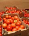 Україна на 100% вичерпала квоти на експорт низки продуктів до ЄС