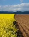 Рада ще на рік продовжила мораторій на продаж землі