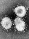 ВООЗ вивчає небезпечний штам коронавірусу