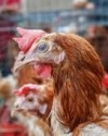 У Європарламенті незадоволені зростанням експорту української курятини до ЄС