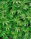 У Верховній Раді готують законопроект про легалізацію марихуани