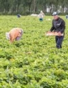 До Фінляндії прибув перший чартер із сезонними працівниками з України