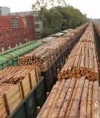Гройсман обіцяє звіт про боротьбу з контрабандою лісу вже у вересні