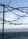 ООН: після анексії в Криму насильницьки зникли 42 людини