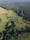 Боротись із вирубкою лісів Гройсман планує за допомогою аерофотозйомки