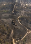 На Херсонщині горять сотні гектарів лісу (фото)