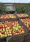 Россільгоспнагляд незадоволений польською продукцією